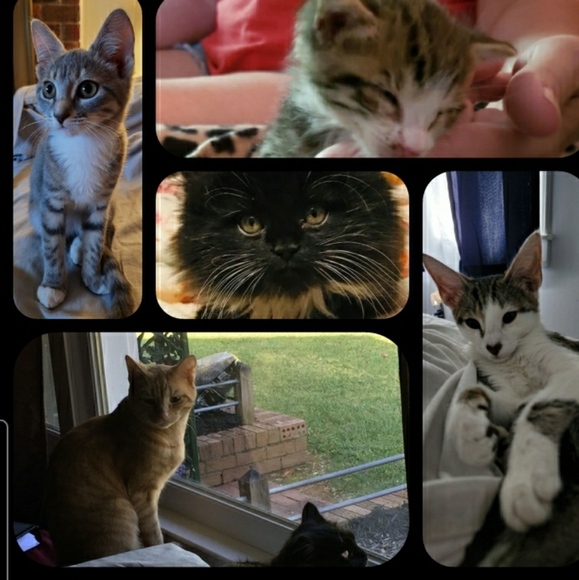 Rescue Updates. - Picture 12 of 13